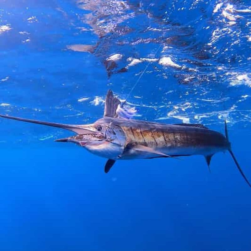Billet Jeu de pêche à Zanzibar
