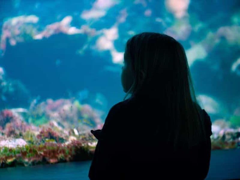 Billet Bergen : billet d'entrée à l'aquarium et visite guidée