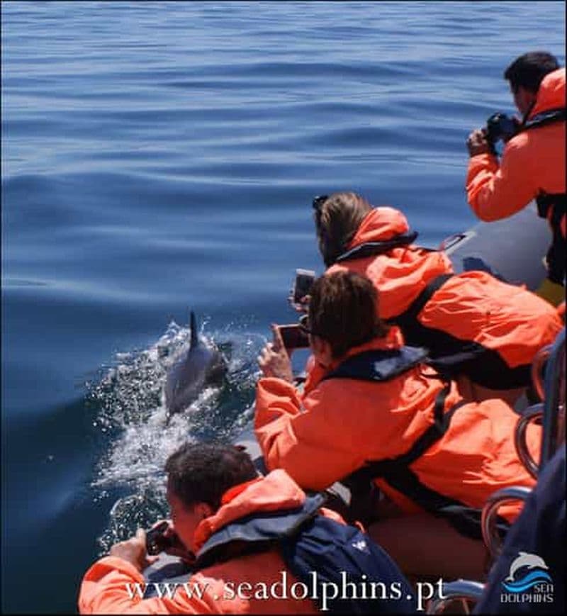 Billet Observation des dauphins - Portimão