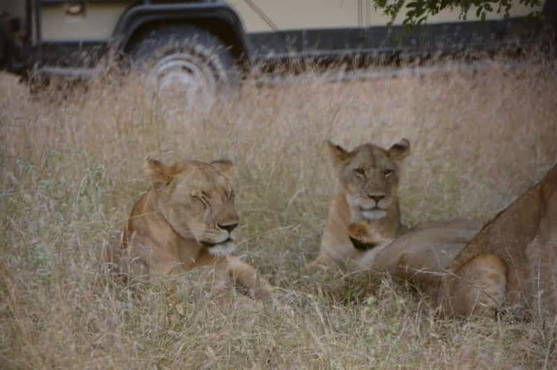 Billet 3 jours de Dar Es Salaam à Selous pour une aventure animalière