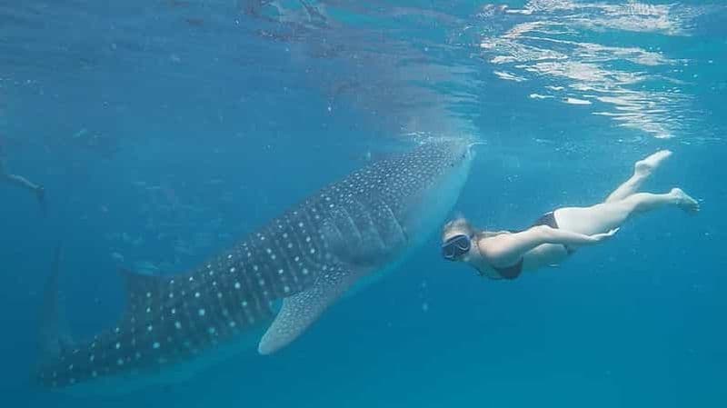 Billet Cebu : Rencontre avec un requin-baleine, chutes de Tumalog et observation des singes