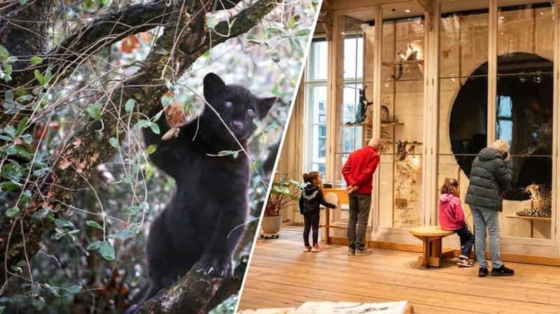 Billet Amsterdam : Billets ARTIS Royal Zoo et ARTIS Groote Museum