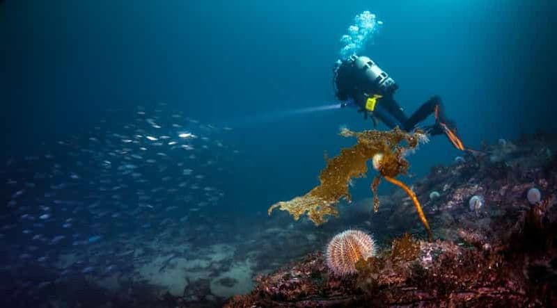 Billet Bergen : plongée sous-marine guidée