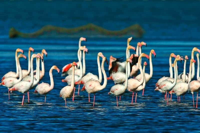 Billet Depuis la Costa Dorada : visite touristique de Peñíscola et du delta de l'Èbre