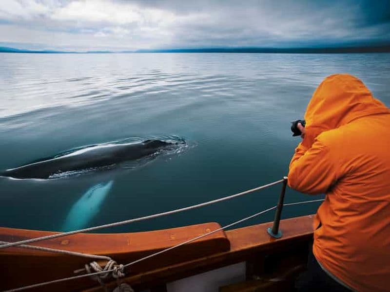 Billet Husavik : Observation des baleines à bord d'un bateau en chêne neutre en carbone