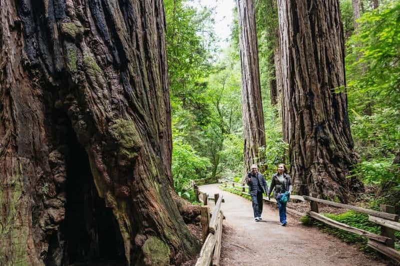 Billet San Francisco : Muir Woods, Sausalito et croisière dans la baie de SF