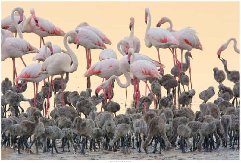 Billet Cagliari : visite EcoSafari des flamants roses dans le parc Molentargius