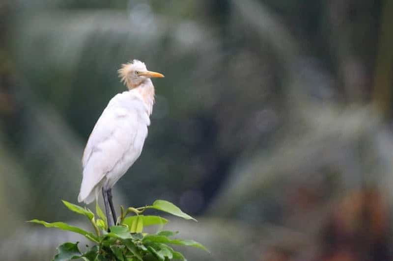 Billet Ubud : visite privative, temple de Gunung Kawi et cascade