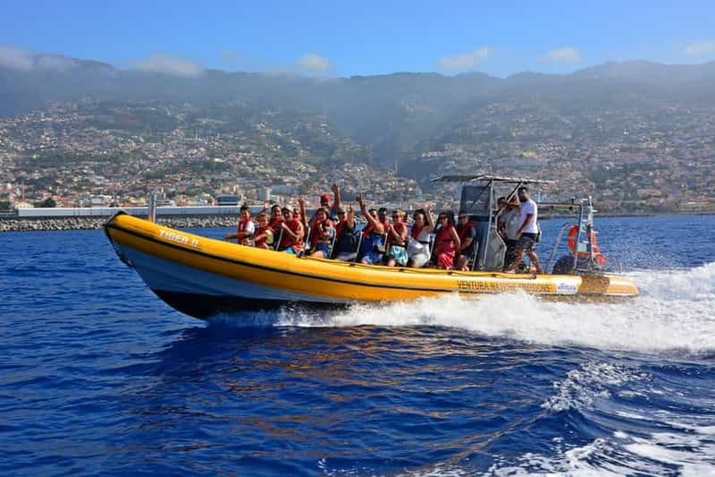 Billet Funchal : Tour en bateau rapide pour l'observation des baleines et des dauphins