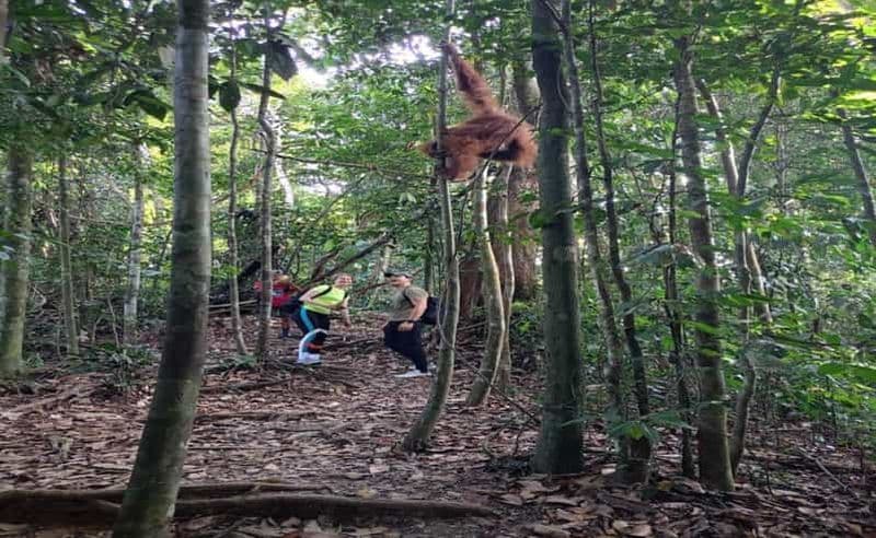 Billet Bukit Lawang : Excursion à la rencontre des orangs-outans et vue imprenable sur la jungle