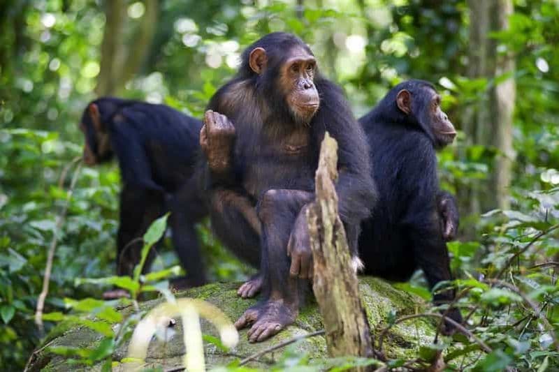 Billet Kigoma : trek de 2 jours dans le parc national de Gombe à la découverte des chimpanzés