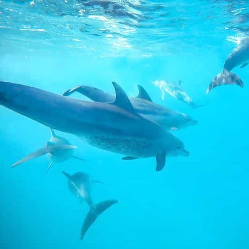 Billet Snorkeling aux récifs de Mnemba et baignade avec les dauphins