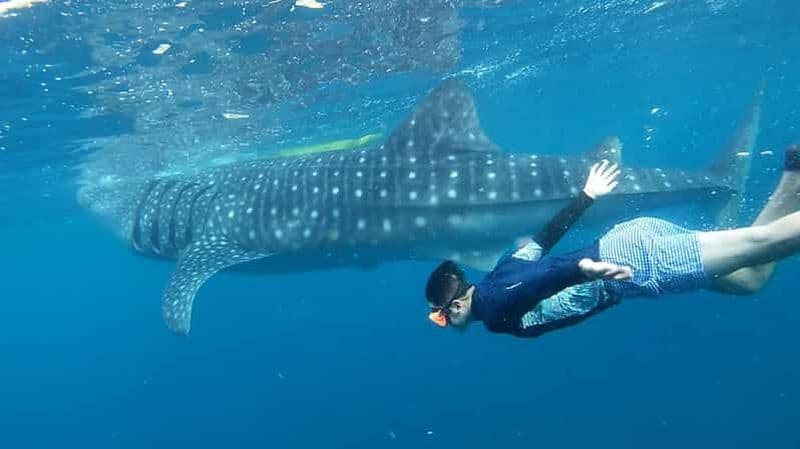 Billet Cebu : nage avec les requins baleines et canyoning à Kawasan