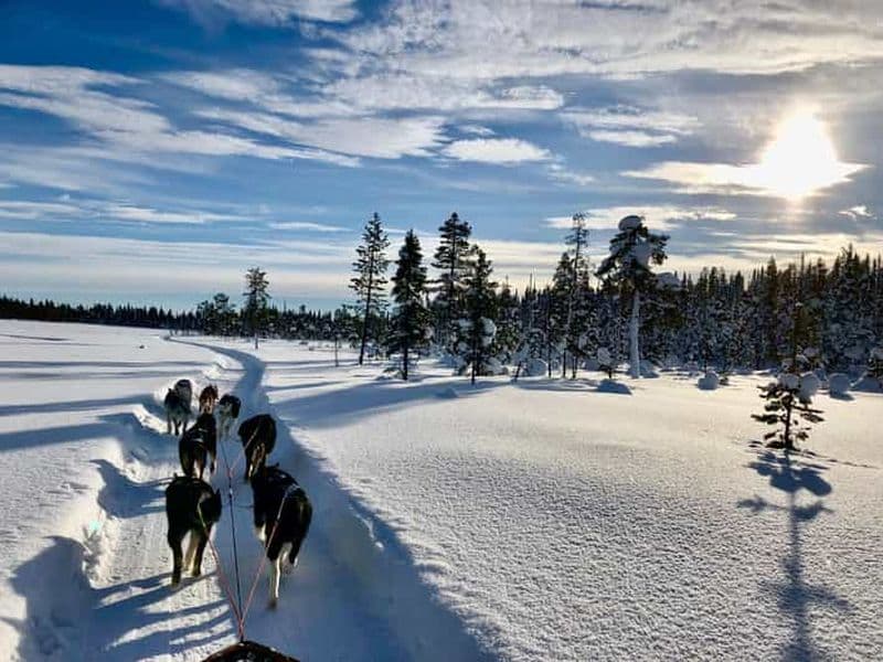 Billet Kiruna : Détendez-vous lors d'une promenade matinale en traîneau à chiens