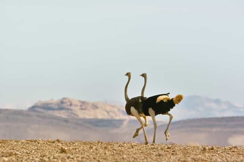 Billet Visite d'une journée : paysage, montagnes et faune du parc de Namib-Naukluft
