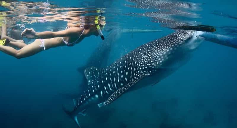 Billet Nager avec les requins baleines depuis Isla Mujeres et Cancún