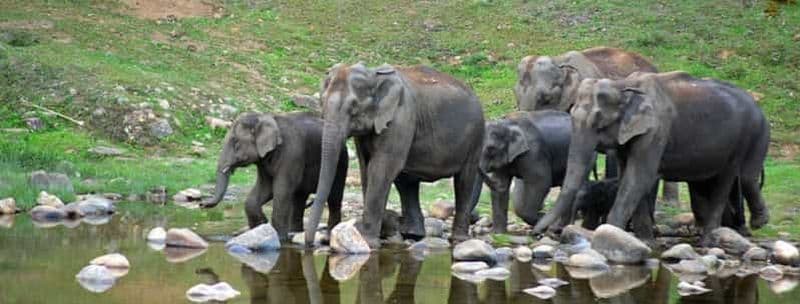 Billet Munnar : Safari en jeep à Anakulam avec cascade et éléphant