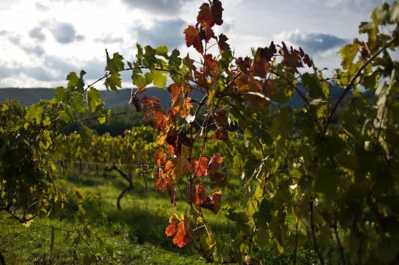 Billet Arezzo : Expérience de dégustation de vin dans le Val di Chiana