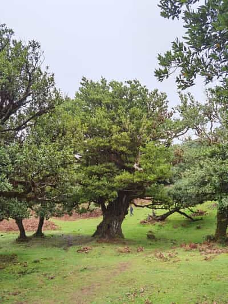 Billet Ouest : Circuit en 4x4 | Plage de Seixal | Piscines naturelles de Porto Moniz