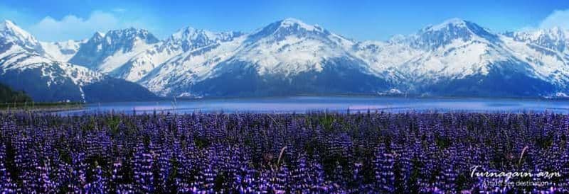 Billet Depuis Anchorage : Alaska Wildlife Center et excursion dans le bras de Turnagain