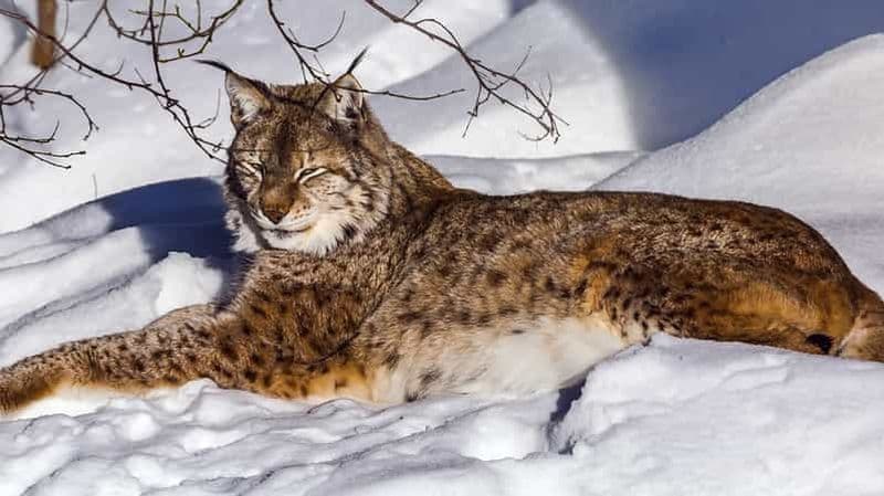 Billet Rovaniemi : visite du parc zoologique de Ranua avec photos et guide