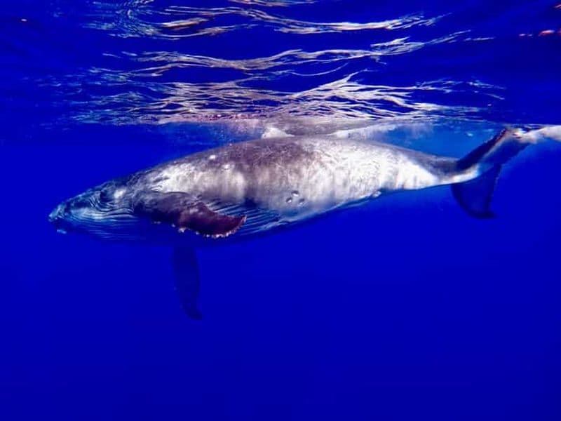Billet Oahu : Croisière observation des baleines d'observation des baleines au coucher du soleil Garanties