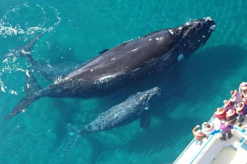 Billet Las Terrenas : Observation des baleines et visite de l'île de Cayo Levantado