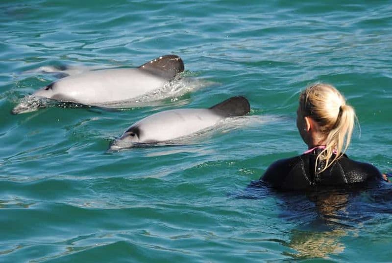 Billet Akaroa : Nager avec des dauphins sauvages
