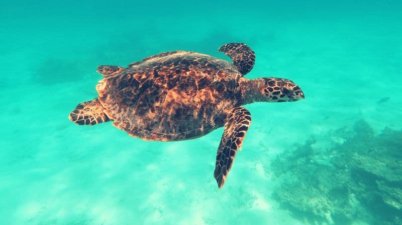 Billet Snorkeling privé avec les tortues aux Maldives