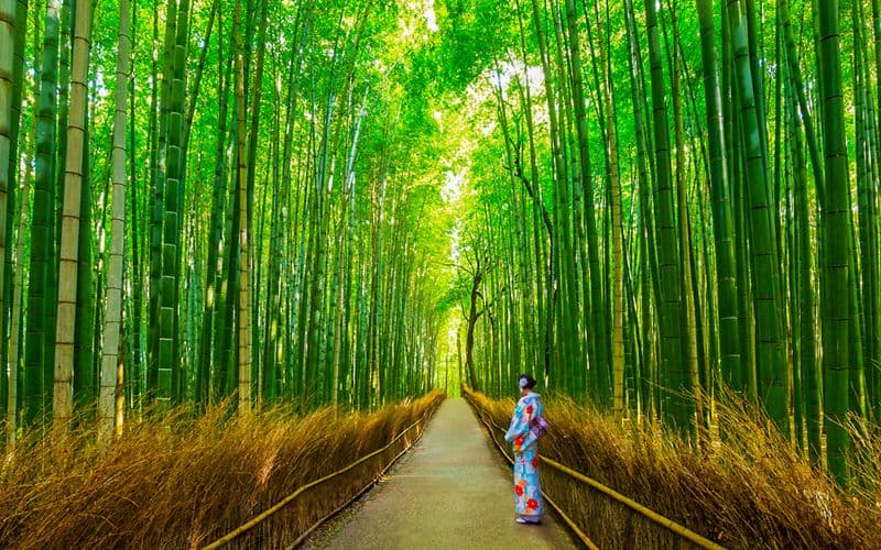 Billet À partir d'Osaka : Visite d'Arashiyama et de la Bambouseraie