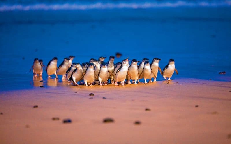 Billet Pass pour les 3 parcs de l'île Phillip : Penguin Parade, Koala Conservation Reserve et Churchill Island
