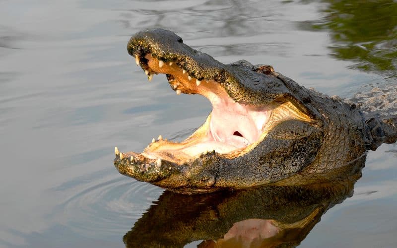 Billet Billets coupe-file pour Gatorland
