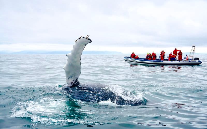 Billet Reykjavik : Observation des baleines et visite des macareux en bateau rapide RIB