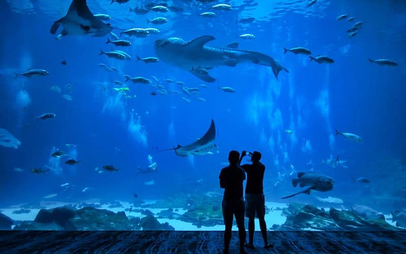 Billet Okinawa Churaumi Aquarium Tickets - Physical Voucher