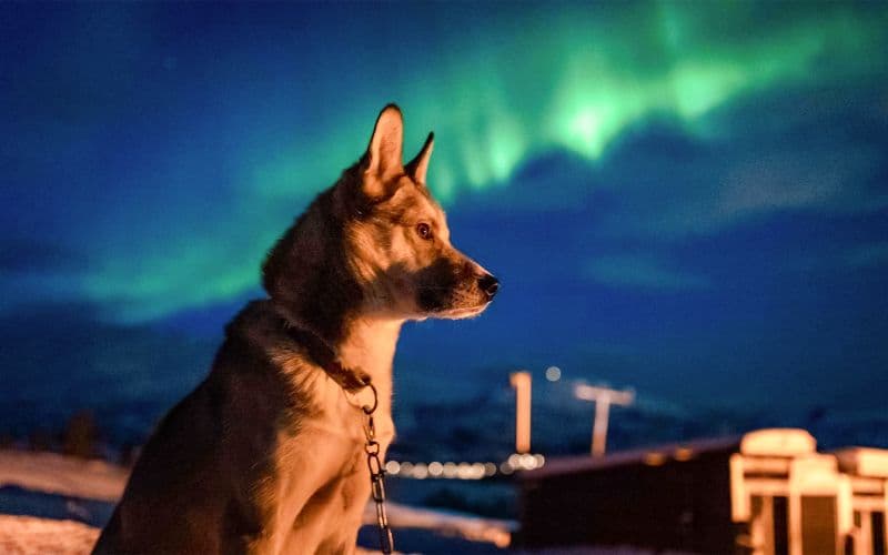 Billet Tromsø : Observation des aurores boréales et huskies avec dîner traditionnel
