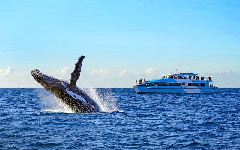 Les meilleures activités nautiques à Sydney