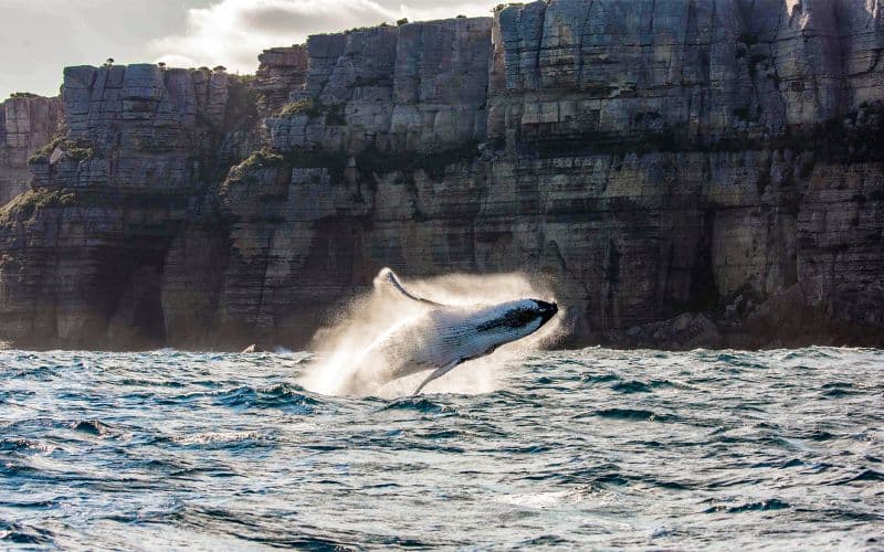 Billet Croisière d'observation des baleines à Sydney avec buffet à bord