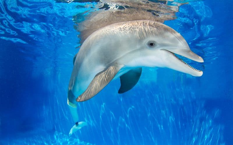 Billet The Dolphin Encounter Tour and Clearwater Beach Tour