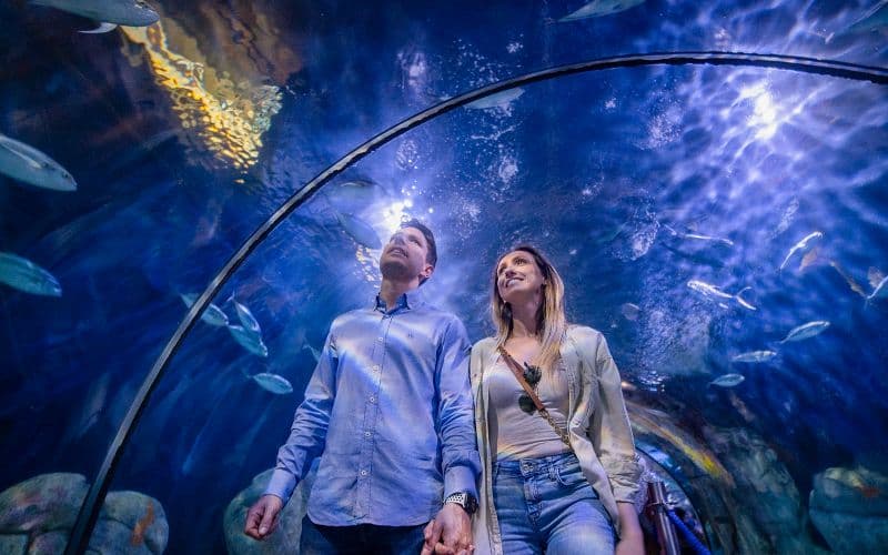Billet Combo : Billets pour l'Oceanogràfic + Musée des Sciences + Hemisfèric