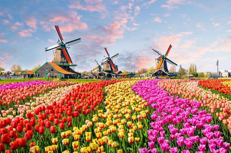 Billet Depuis la Belgique : visite guidée d'une journée de Keukenhof et des moulins à vent