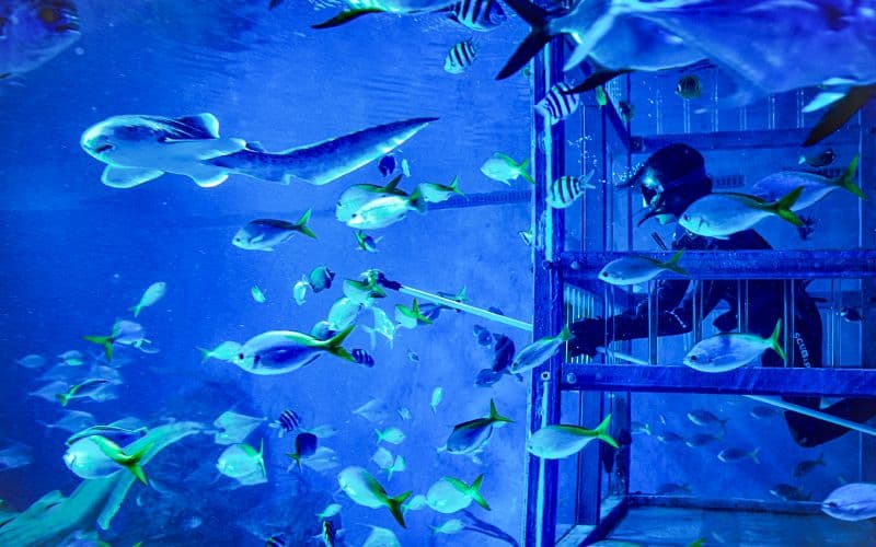 Billet Billets pour le Marine Safari de Bali