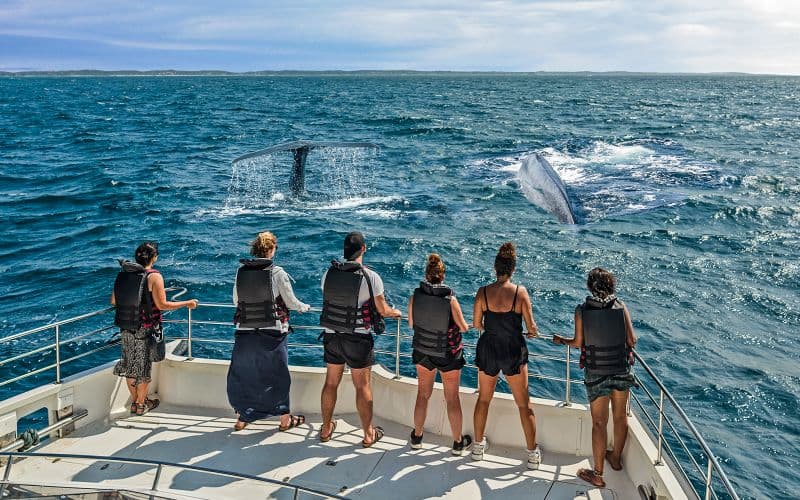 Billet Au départ de Christchurch : Kaikoura Visite en petit groupe d'observation des baleines avec déjeuner.