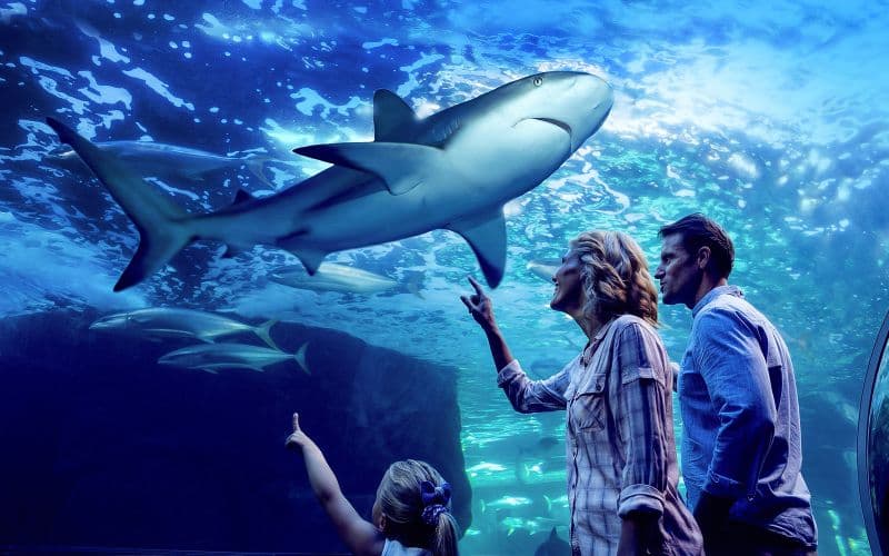Billet Cairns Aquarium visite nocturne avec option dîner