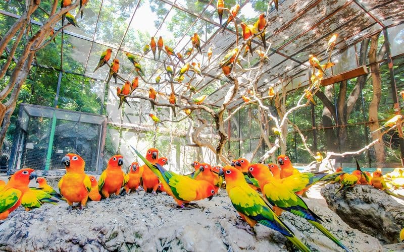 Billet Billets pour Safari World avec déjeuner buffet et transferts