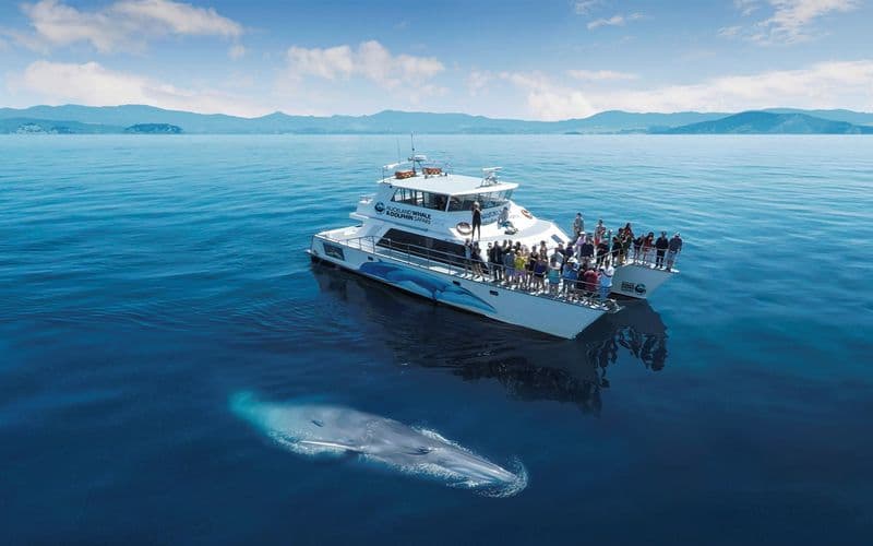 Billet Croisière d'une demi-journée avec safari baleines et dauphins au départ d'Auckland