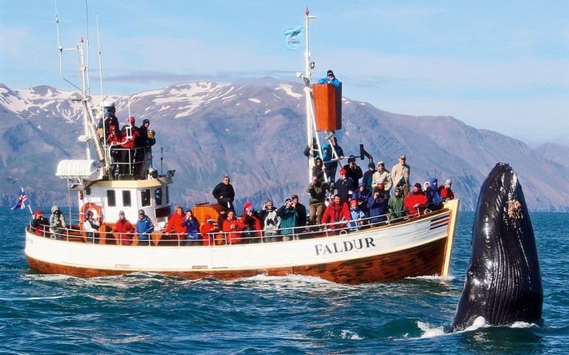 Billet Husavik : Excursion en bateau pour observer les baleines