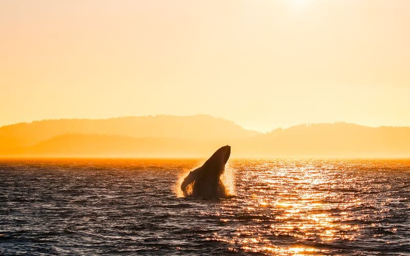 Billet Visite d'observation des baleines au coucher du soleil à Vancouver