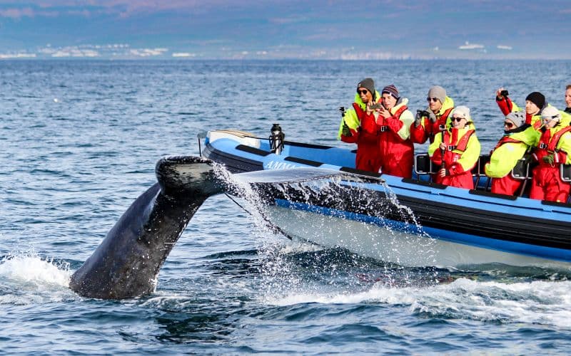Billet À partir de Husavik : Observation des baleines en bateau rapide RIB