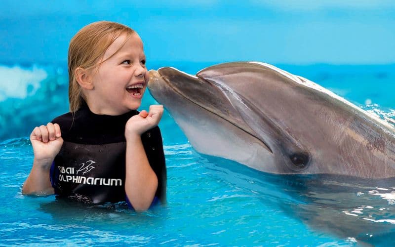 Billet Dubai Dolphinarium : Billets VIP pour le spectacle des dauphins et des phoques + rencontre avec les dauphins