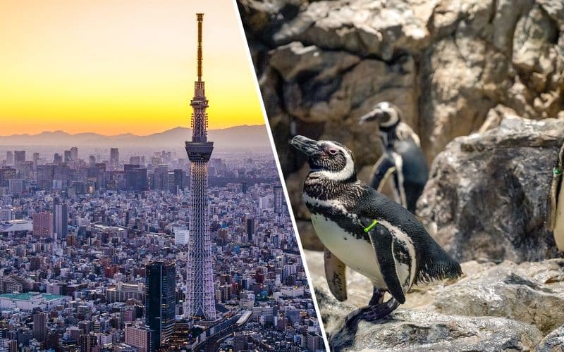 Billet Combo : Billets TOKYO SKYTREE + Sumida Aquarium